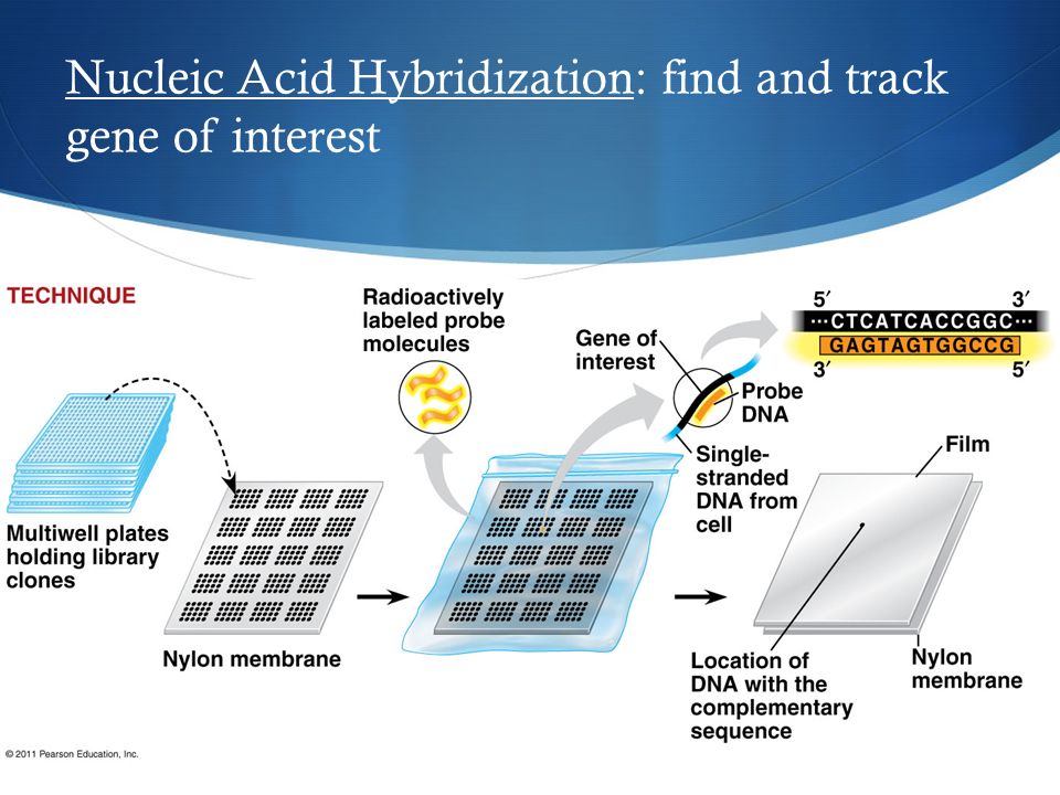 Nucleic Acid Hybridization: find and track gene of interest