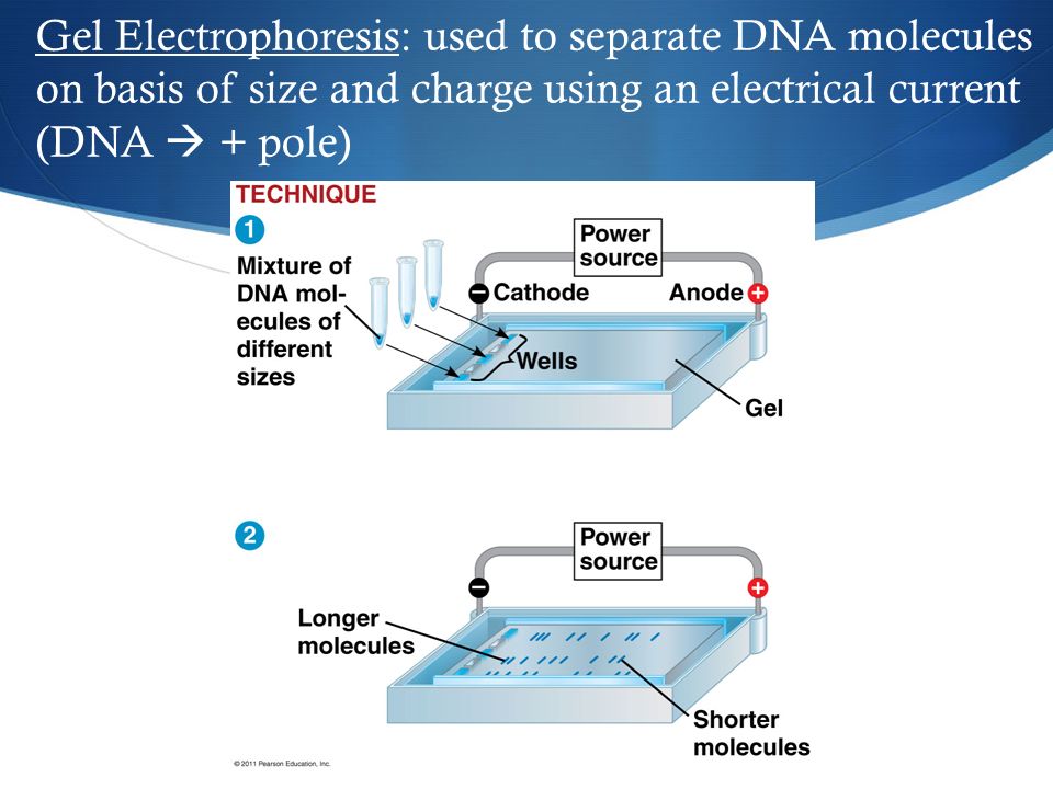Gel Electrophoresis: used to separate DNA molecules on basis of size and charge using an electrical current (DNA  + pole)