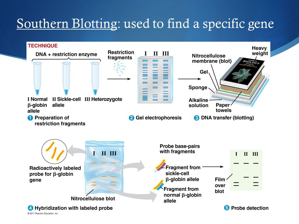Southern Blotting: used to find a specific gene