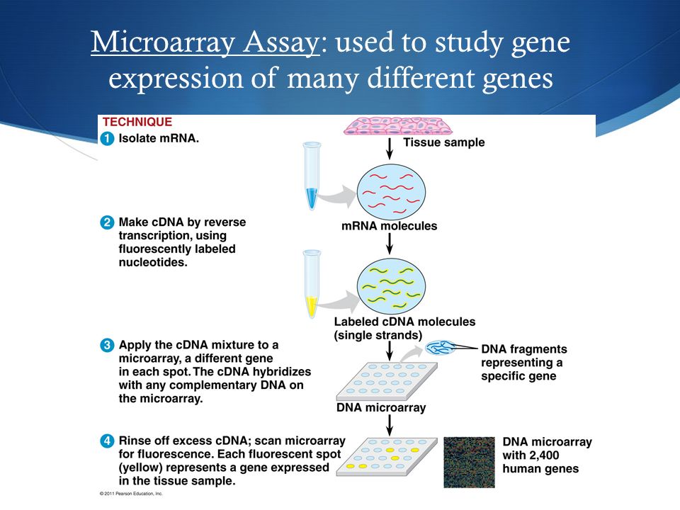 Microarray Assay: used to study gene expression of many different genes