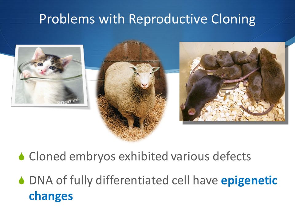 Problems with Reproductive Cloning  Cloned embryos exhibited various defects  DNA of fully differentiated cell have epigenetic changes