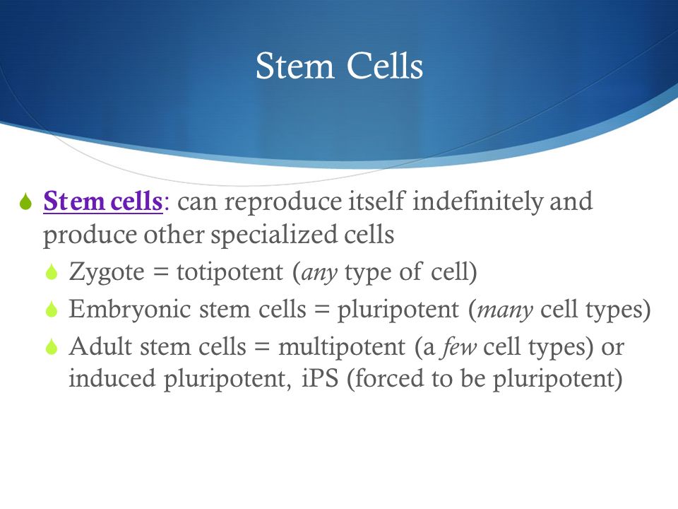 Stem Cells  Stem cells : can reproduce itself indefinitely and produce other specialized cells  Zygote = totipotent ( any type of cell)  Embryonic stem cells = pluripotent ( many cell types)  Adult stem cells = multipotent (a few cell types) or induced pluripotent, iPS (forced to be pluripotent)