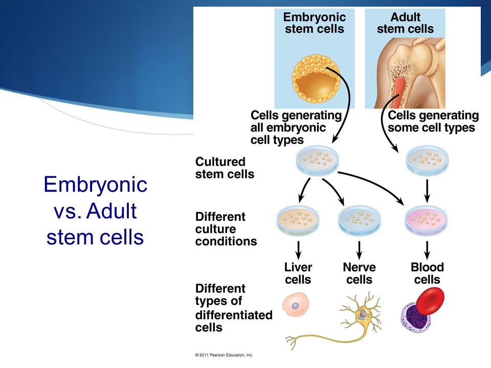 Embryonic vs. Adult stem cells