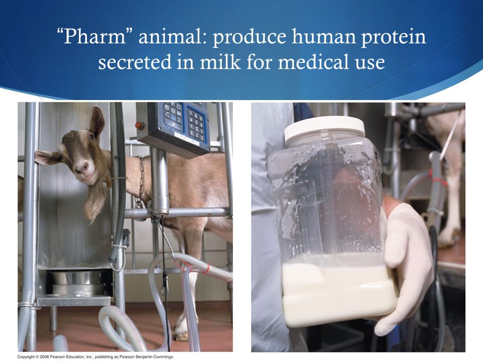 Pharm animal: produce human protein secreted in milk for medical use