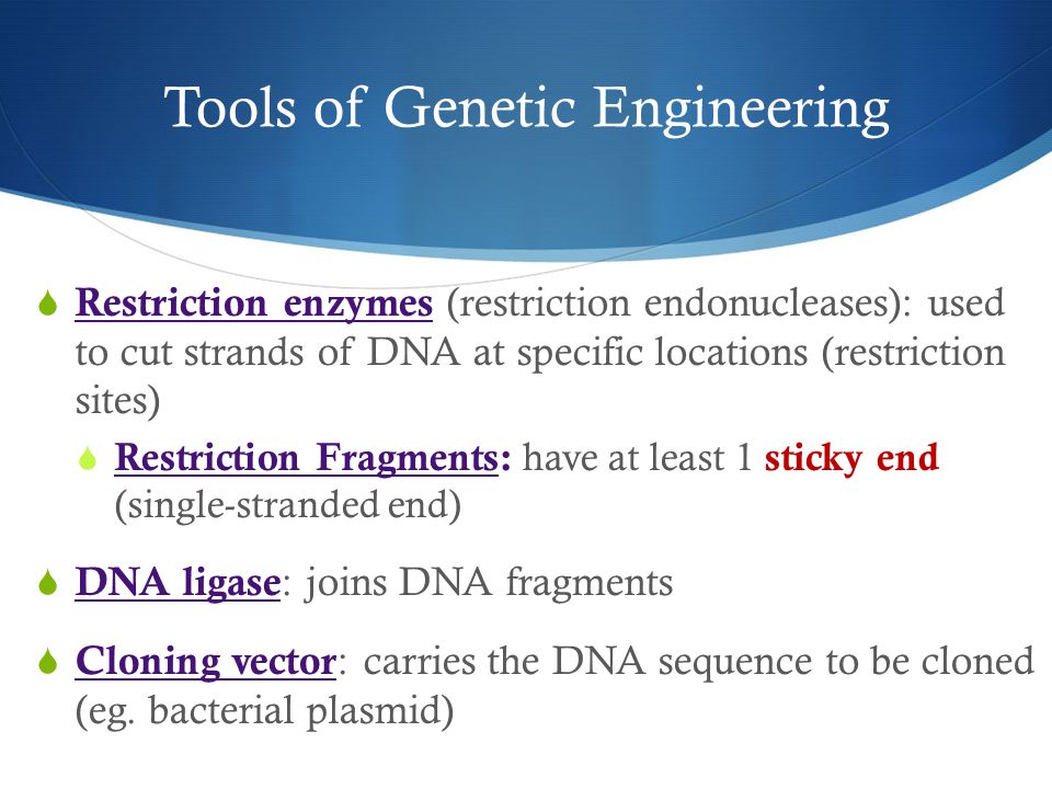 Tools of Genetic Engineering  Restriction enzymes (restriction endonucleases): used to cut strands of DNA at specific locations (restriction sites)  Restriction Fragments: have at least 1 sticky end (single-stranded end)  DNA ligase : joins DNA fragments  Cloning vector : carries the DNA sequence to be cloned (eg.