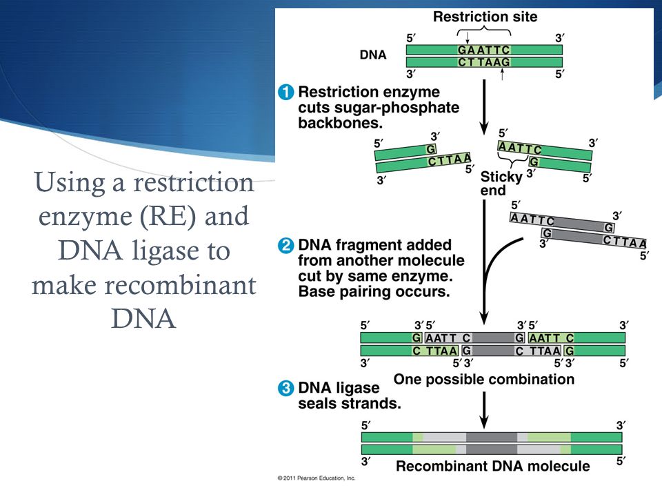 Using a restriction enzyme (RE) and DNA ligase to make recombinant DNA