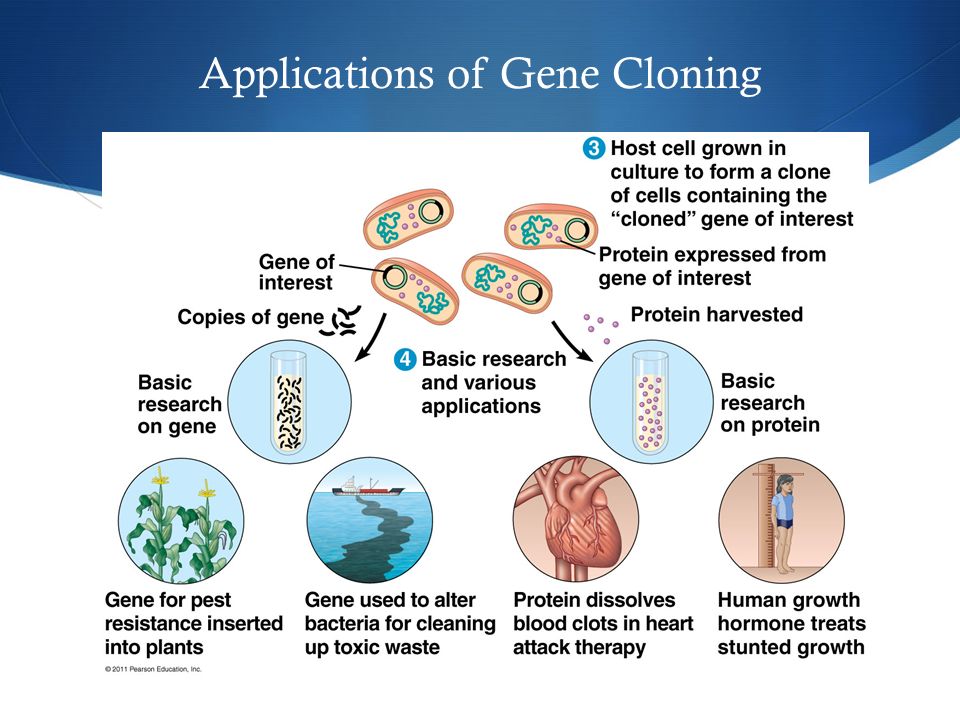 Applications of Gene Cloning