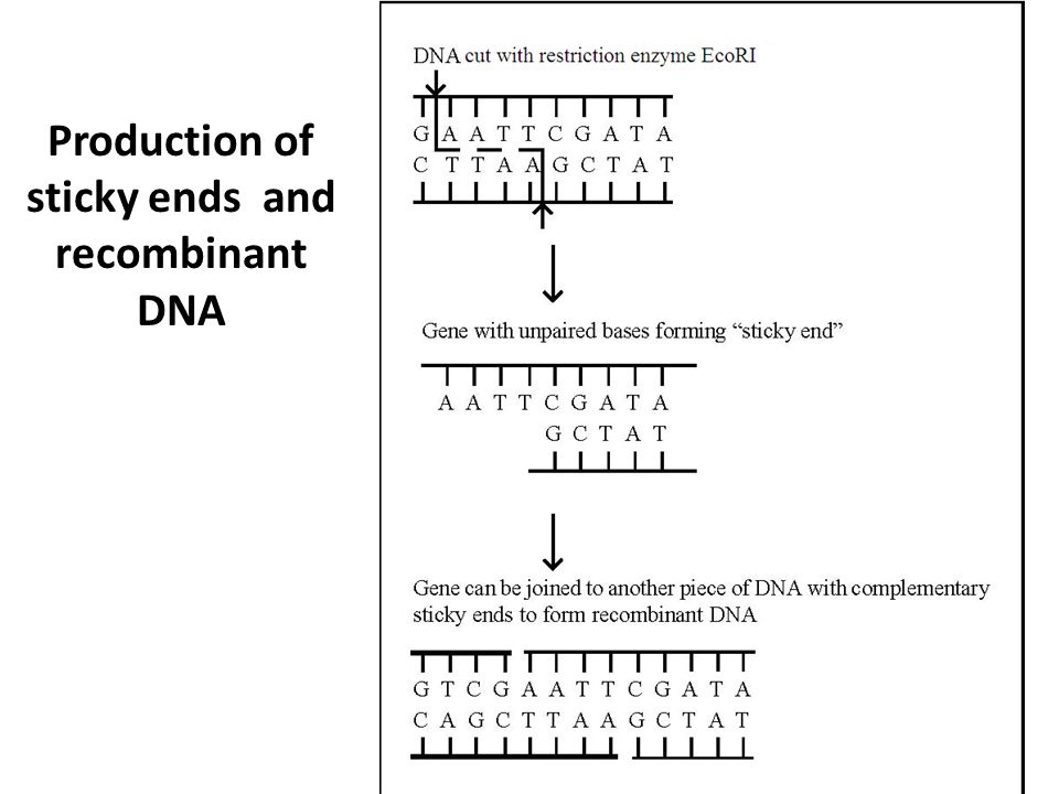 Production of sticky ends and recombinant DNA