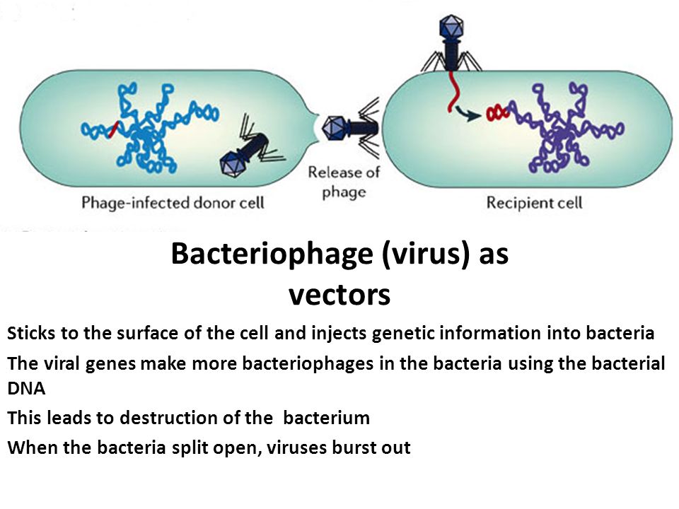 Bacteriophage (virus) as vectors Sticks to the surface of the cell and injects genetic information into bacteria The viral genes make more bacteriophages in the bacteria using the bacterial DNA This leads to destruction of the bacterium When the bacteria split open, viruses burst out