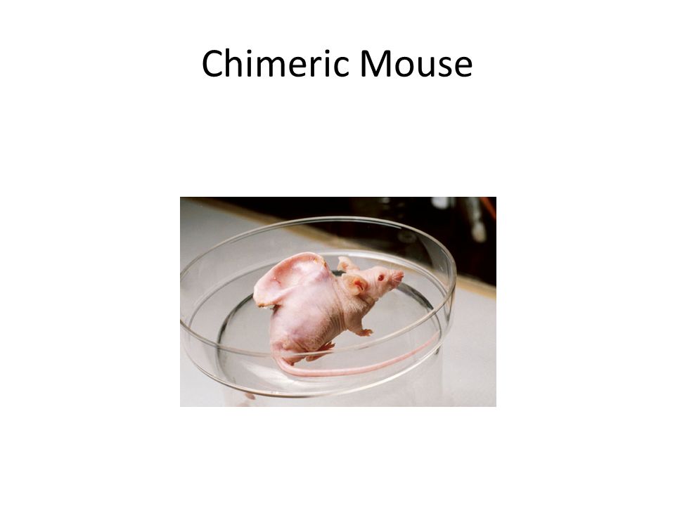 Chimeric Mouse