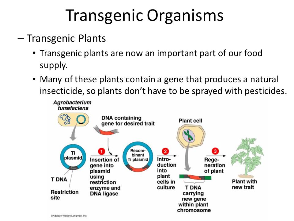 Copyright Pearson Prentice Hall Transgenic Organisms – Transgenic Plants Transgenic plants are now an important part of our food supply.