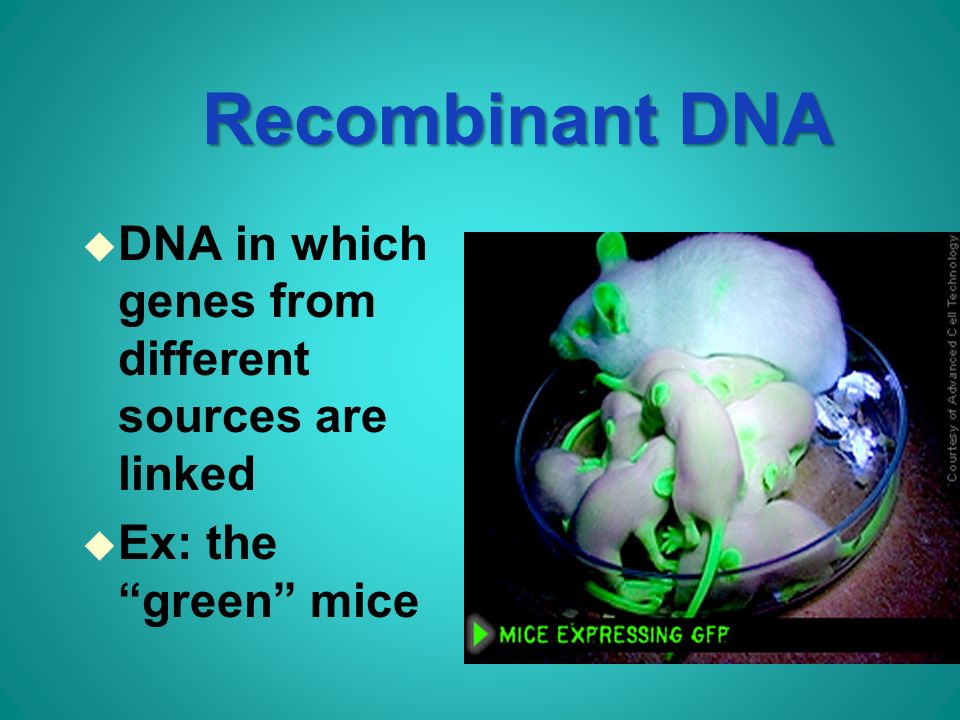 Recombinant DNA u DNA in which genes from different sources are linked u Ex: the green mice