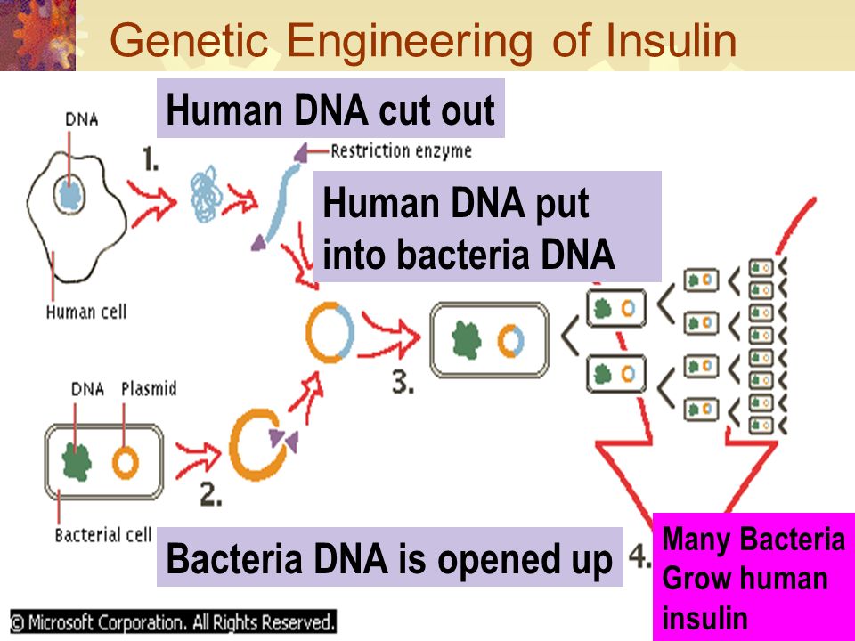 Recombinant DNA:  Recombine  Connecting or reconnecting DNA fragments  DNA of two different organisms  Example: lab of inserting human DNA into bacteria
