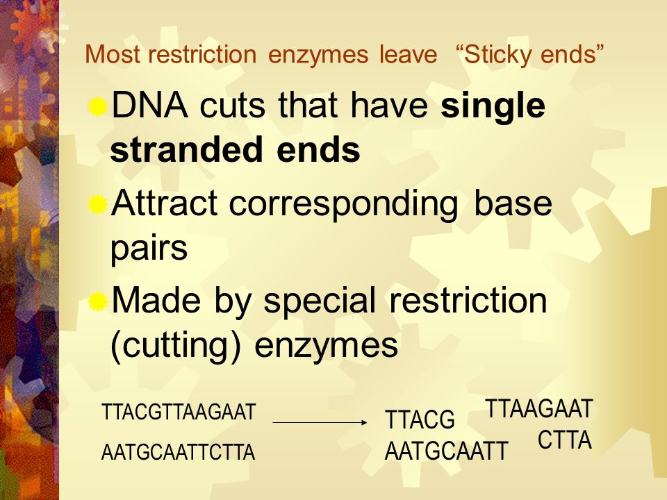 Restriction Enzymes: Restriction Enzymes cut DNA at very specific sites Separate the base pairs of both strands Human Cut Bacterium DNA cut