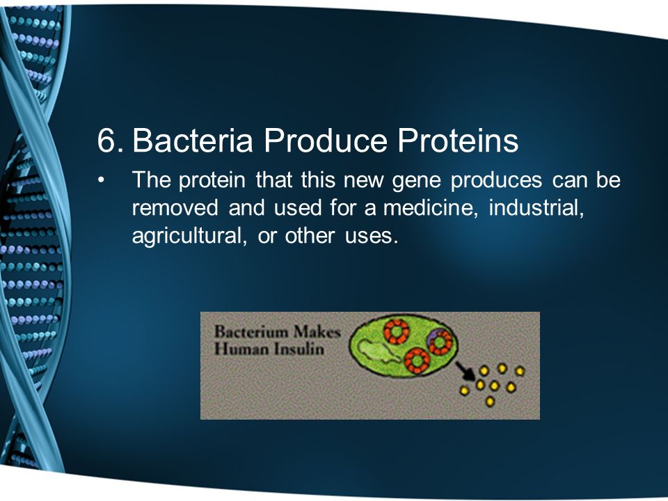 6.Bacteria Produce Proteins The protein that this new gene produces can be removed and used for a medicine, industrial, agricultural, or other uses.