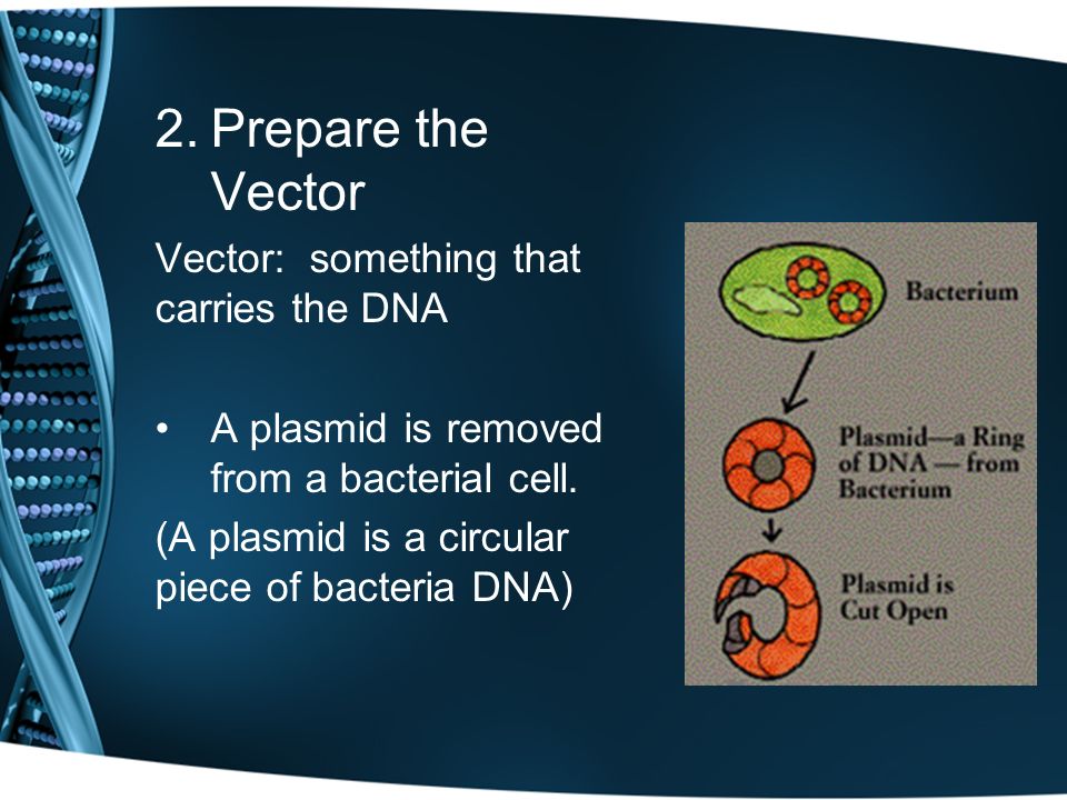 2.Prepare the Vector Vector: something that carries the DNA A plasmid is removed from a bacterial cell.