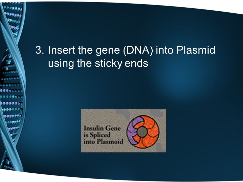 3.Insert the gene (DNA) into Plasmid using the sticky ends