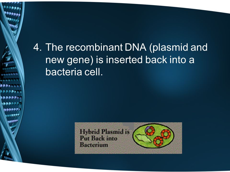 4.The recombinant DNA (plasmid and new gene) is inserted back into a bacteria cell.