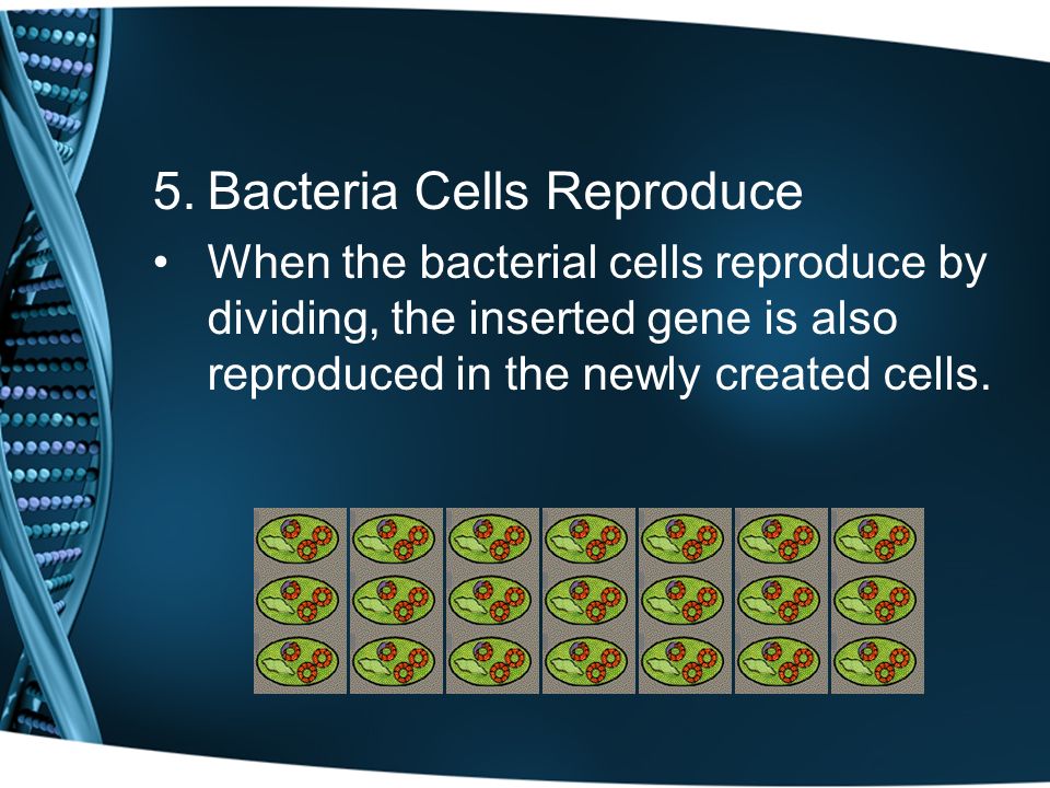 5.Bacteria Cells Reproduce When the bacterial cells reproduce by dividing, the inserted gene is also reproduced in the newly created cells.