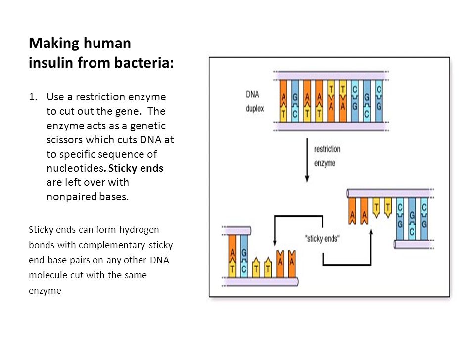 Making human insulin from bacteria: 1.Use a restriction enzyme to cut out the gene.