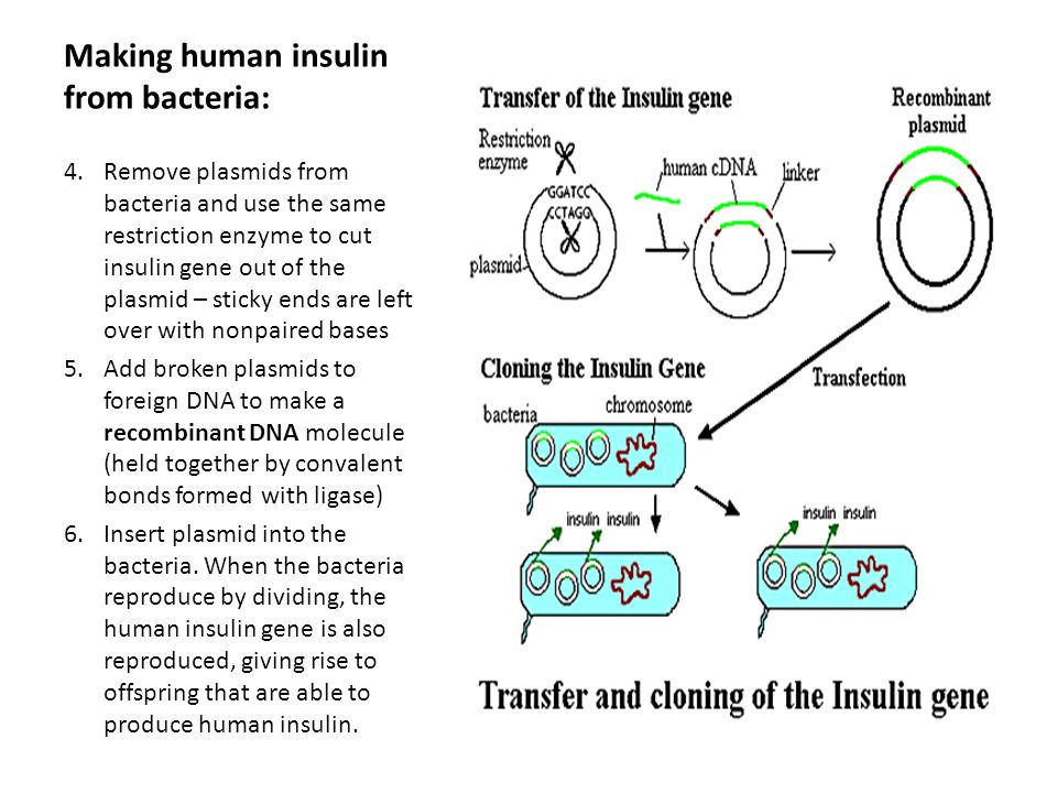 Making human insulin from bacteria: 4.Remove plasmids from bacteria and use the same restriction enzyme to cut insulin gene out of the plasmid – sticky ends are left over with nonpaired bases 5.Add broken plasmids to foreign DNA to make a recombinant DNA molecule (held together by convalent bonds formed with ligase) 6.Insert plasmid into the bacteria.