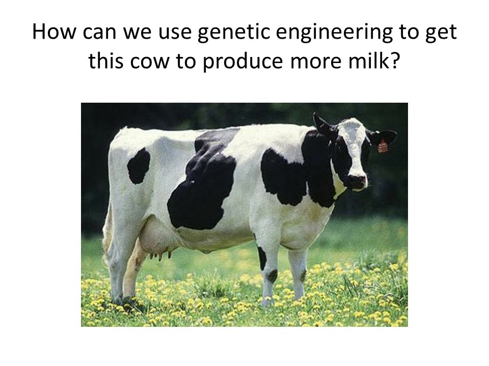 How can we use genetic engineering to get this cow to produce more milk