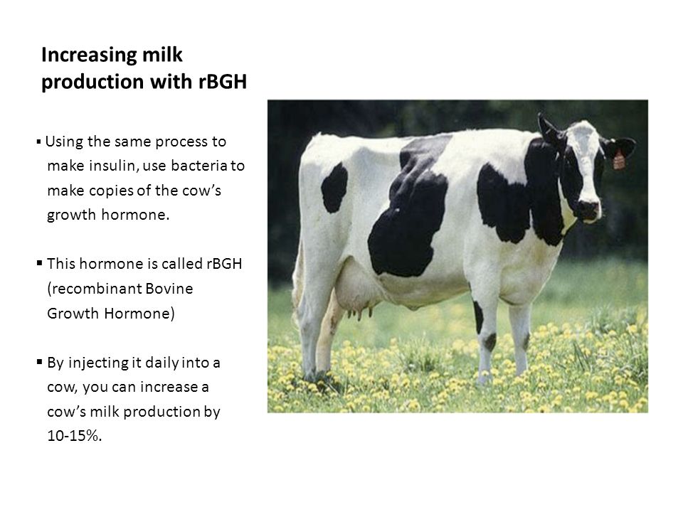 Increasing milk production with rBGH  Using the same process to make insulin, use bacteria to make copies of the cow’s growth hormone.
