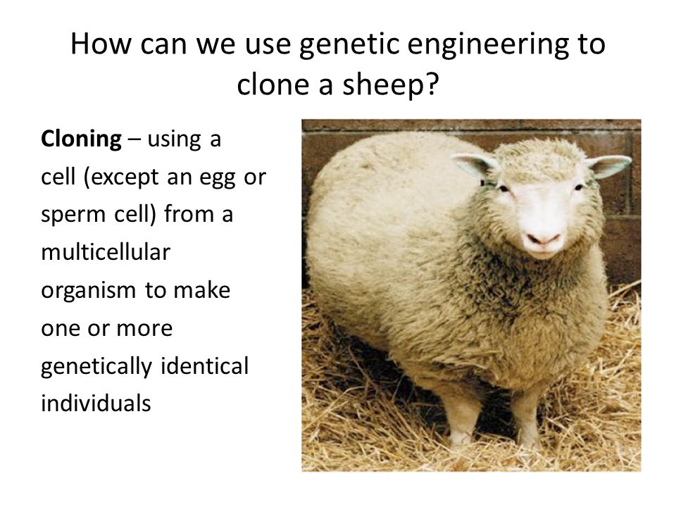 How can we use genetic engineering to clone a sheep.