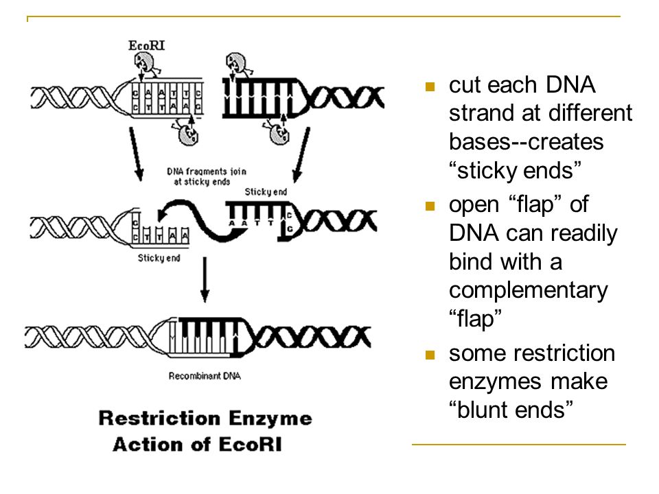 How restriction enzymes work