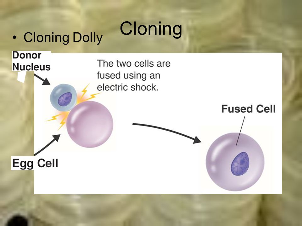 Cloning Cloning Dolly