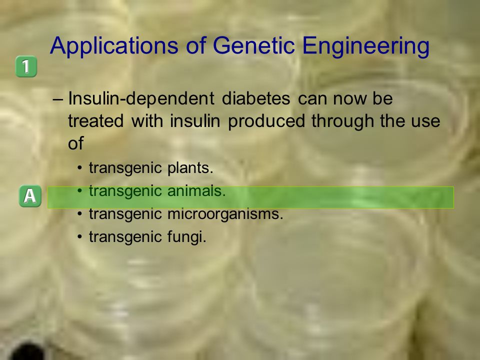 Applications of Genetic Engineering –Insulin-dependent diabetes can now be treated with insulin produced through the use of transgenic plants.