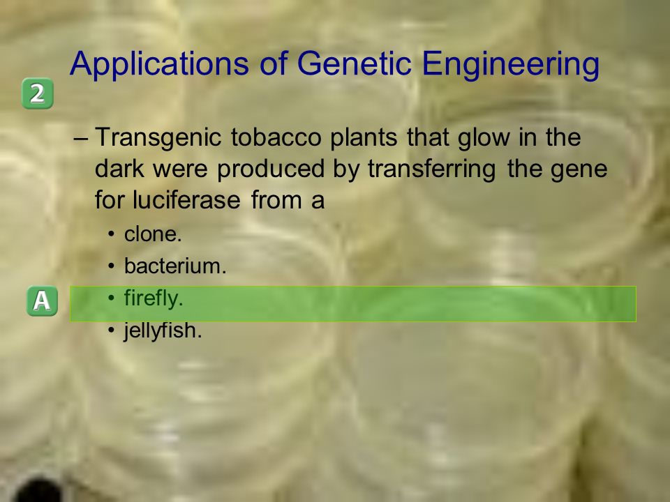 Applications of Genetic Engineering –Transgenic tobacco plants that glow in the dark were produced by transferring the gene for luciferase from a clone.