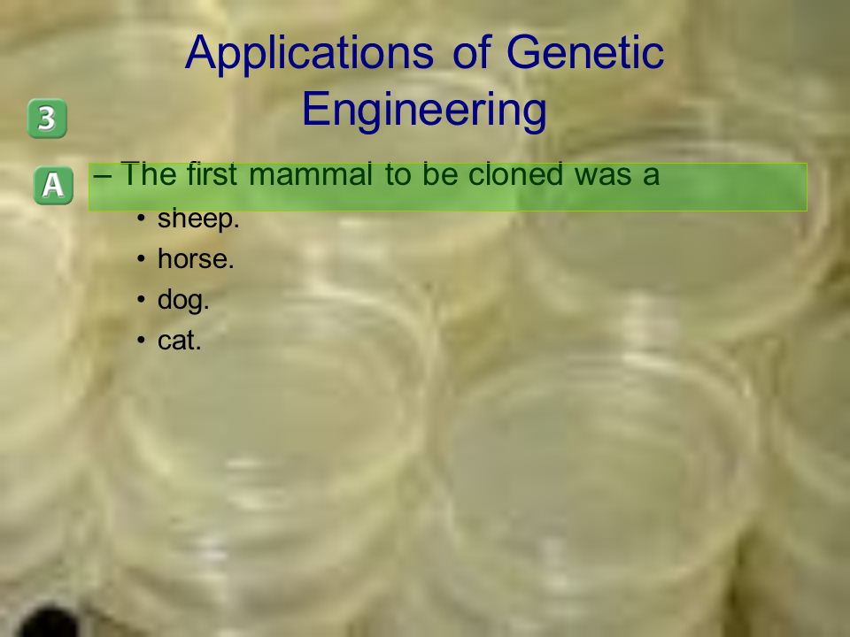 Applications of Genetic Engineering –The first mammal to be cloned was a sheep. horse. dog. cat.