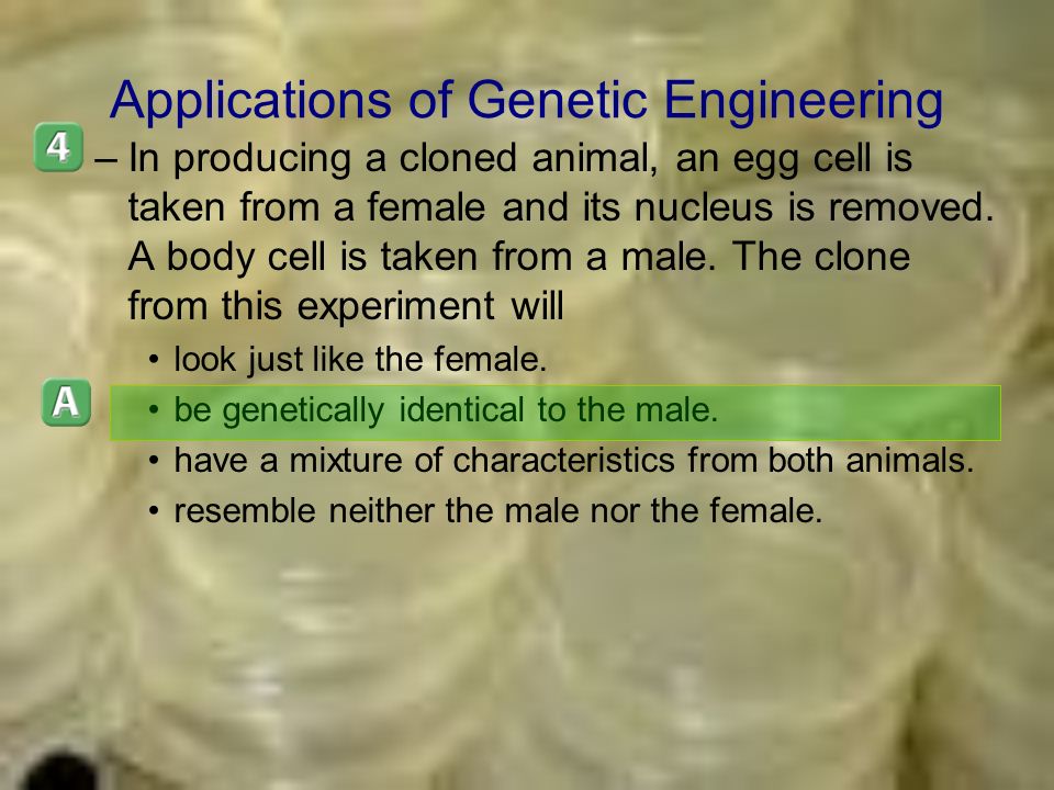 Applications of Genetic Engineering –In producing a cloned animal, an egg cell is taken from a female and its nucleus is removed.