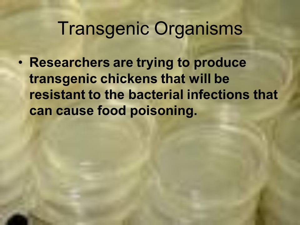 Transgenic Organisms Researchers are trying to produce transgenic chickens that will be resistant to the bacterial infections that can cause food poisoning.