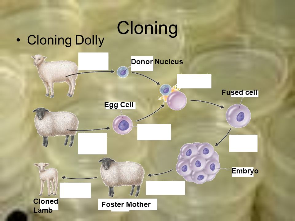Cloning Cloning Dolly Donor Nucleus Fused cell Embryo Egg Cell Foster Mother Cloned Lamb