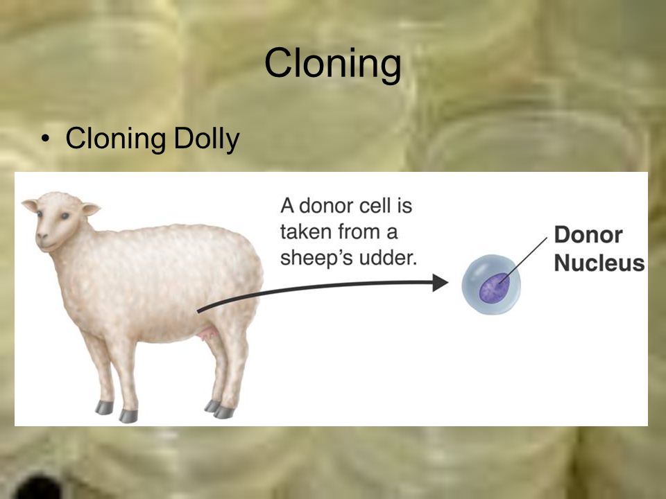 Cloning Cloning Dolly