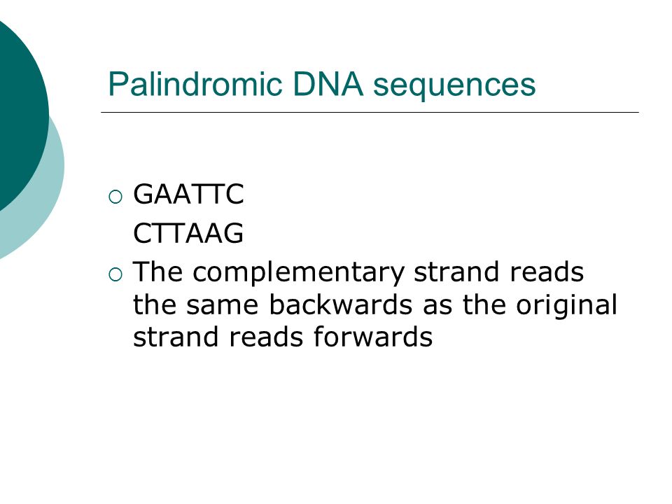 Palindromic DNA sequences  GAATTC CTTAAG  The complementary strand reads the same backwards as the original strand reads forwards
