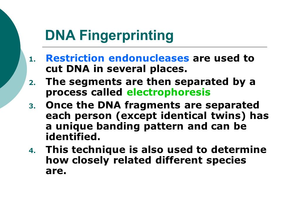 DNA Fingerprinting 1. Restriction endonucleases are used to cut DNA in several places.