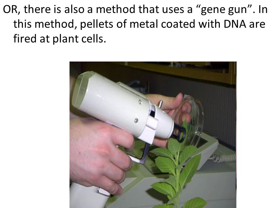 OR, there is also a method that uses a gene gun .