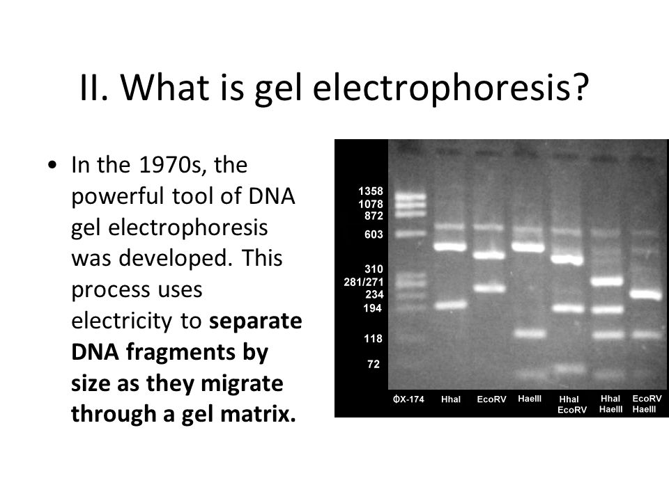 II. What is gel electrophoresis.