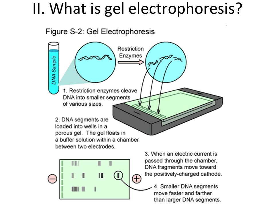 II. What is gel electrophoresis