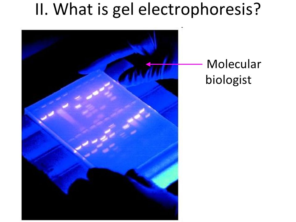 Molecular biologist