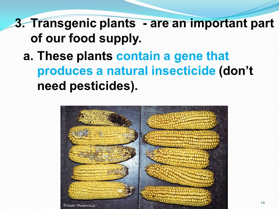 3.Transgenic plants - are an important part of our food supply.