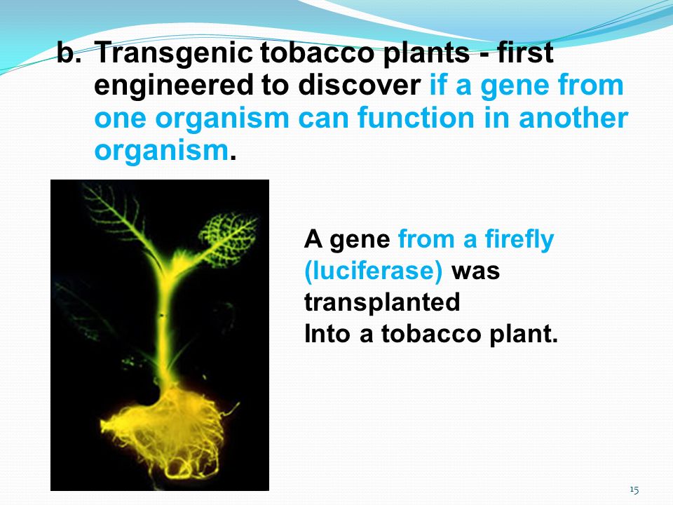 b.Transgenic tobacco plants - first engineered to discover if a gene from one organism can function in another organism.