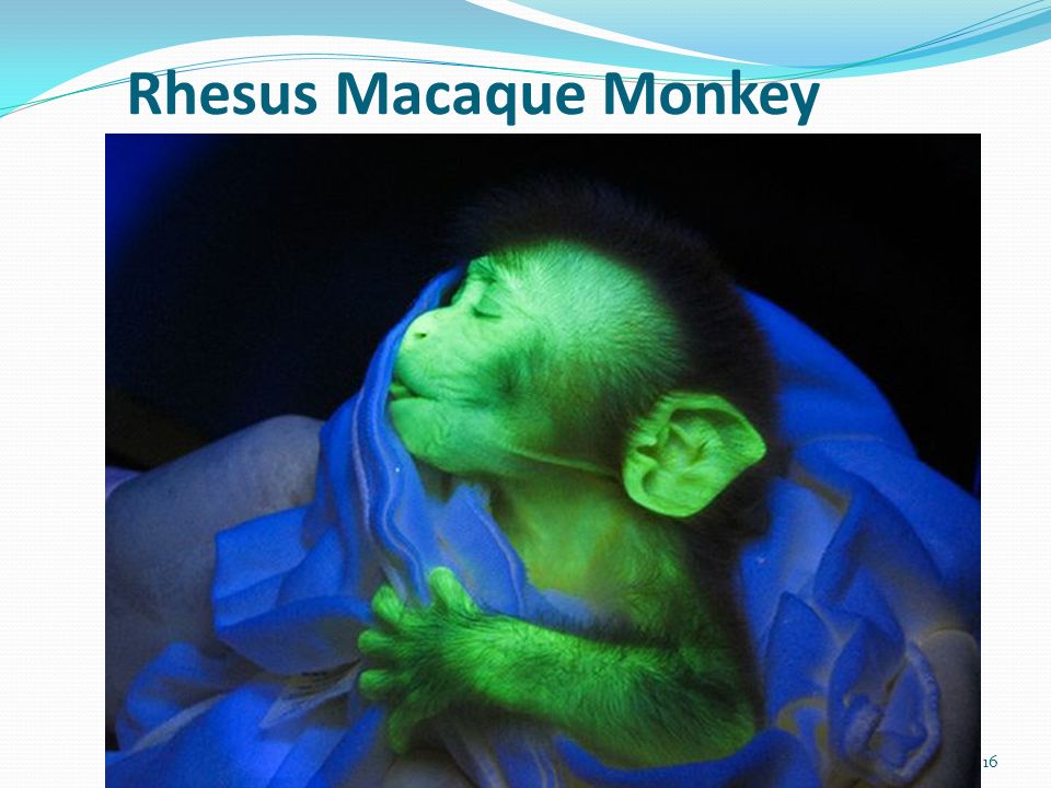 Rhesus Macaque Monkey 16