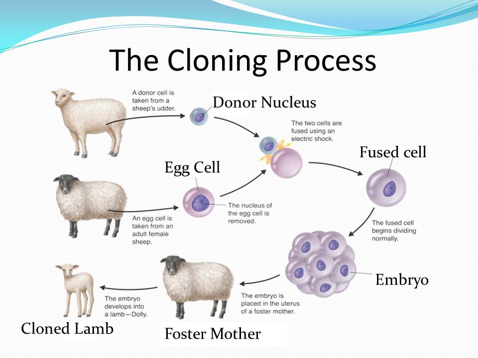 The Cloning Process Donor Nucleus Fused cell Embryo Egg Cell Foster Mother Cloned Lamb