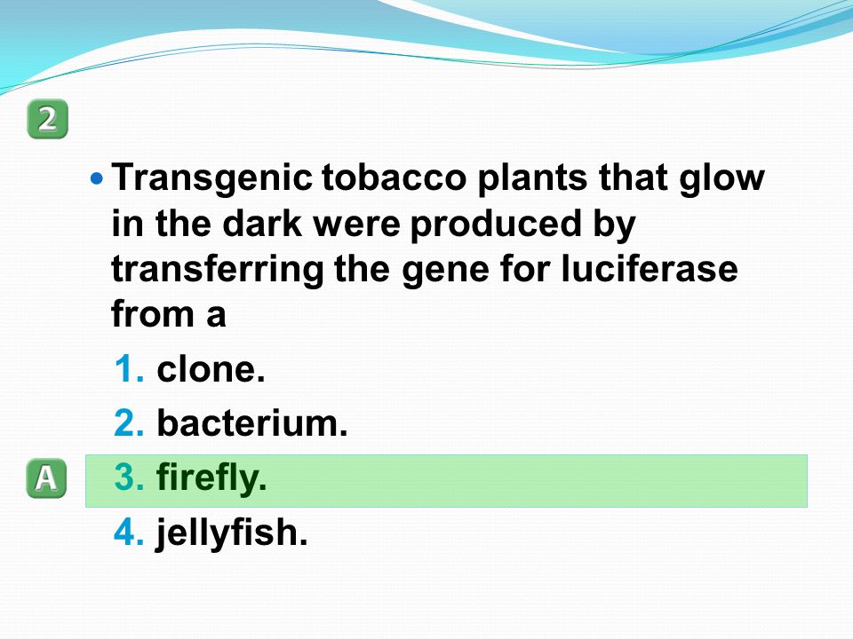 Transgenic tobacco plants that glow in the dark were produced by transferring the gene for luciferase from a 1.clone.