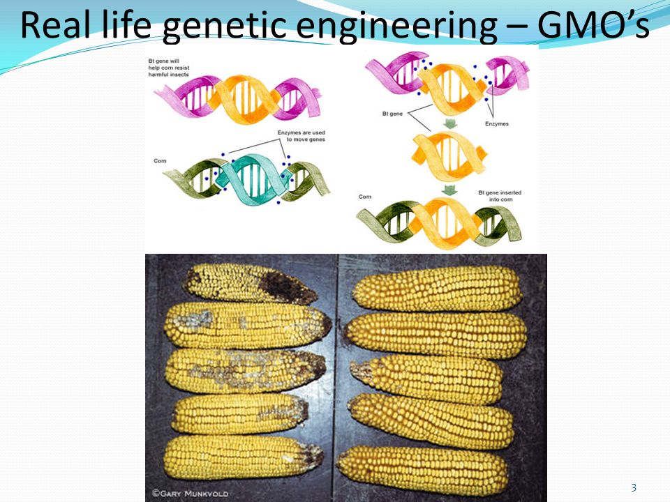 Real life genetic engineering – GMO’s 3