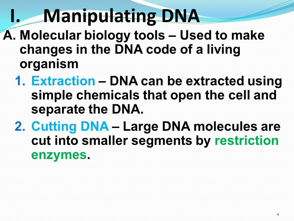 I.Manipulating DNA A.Molecular biology tools – Used to make changes in the DNA code of a living organism 1.Extraction – DNA can be extracted using simple chemicals that open the cell and separate the DNA.